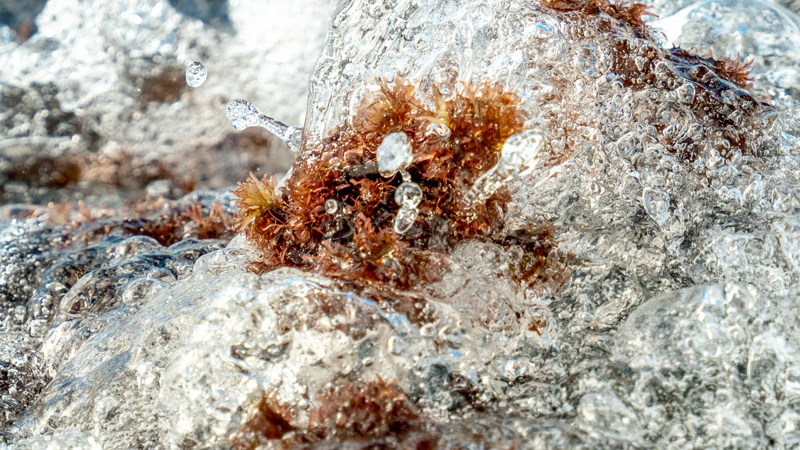 Sea Foam  Oregon State University